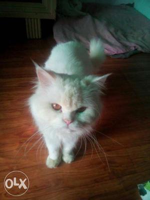 Persian pure white normal eyes male cat for matting