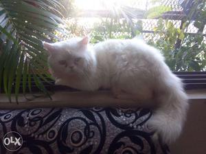 Persian white male cat for breeding not for sale