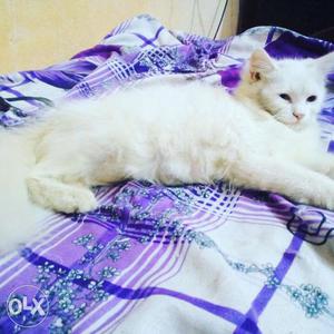 Pure Persian Cat - Doll face, 3 months cute and extremely