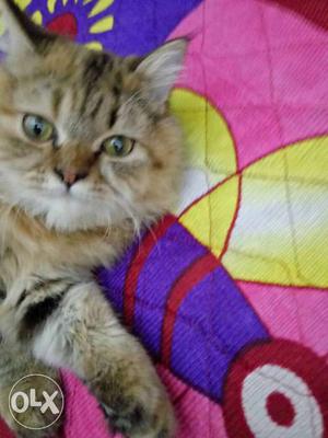 Pure Persian cat n mixed of all colors 5 months