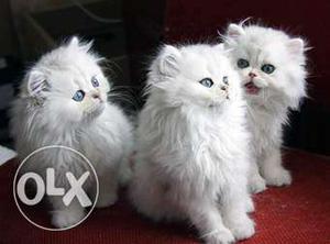 Pure breed Persian cats available who needs