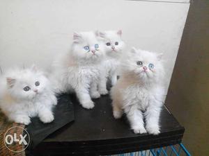 Pure breed white kittens