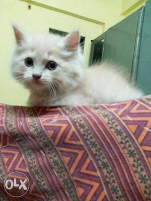 Pure home breed persian kitten. Double coated