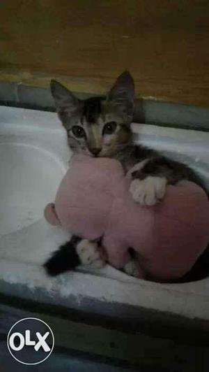 Rescued kitten needs loving family pls help her