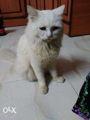 Short-fur White Cat