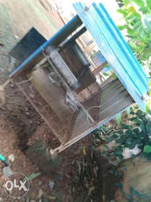 This cage is for hens or any birds with roofed