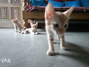 Three Orange-and-white Tabby Kittens
