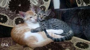 Two Orange And Black Tabby Cats