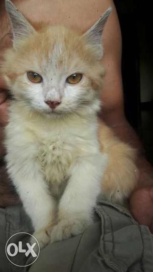 Urgent sale 1 female and 3 Persian Kitten