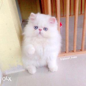 Very beautiful so cute perian kitten for sale in noida