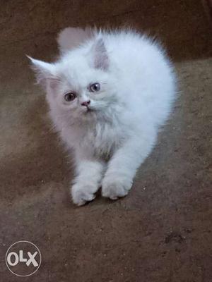 White Flat Face Female Persian Kitten