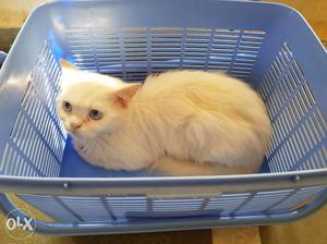 White Long-coated Cat Female  and Male is 