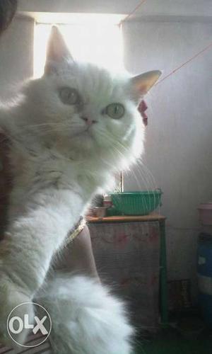 White female parsian cat only 5 months old.