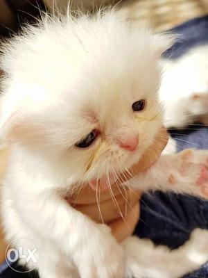 White healthy flat face persian kittens with blue eyes