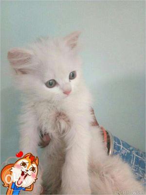 White kitten for sale in gurgaon