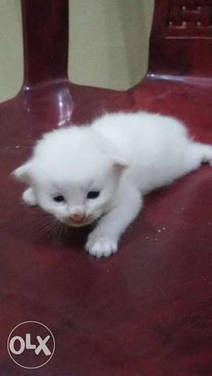 15 days old white persian male kitten