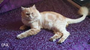 1yr old male Persian Cat