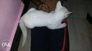 2 pure white ooty kittens. utgent sale