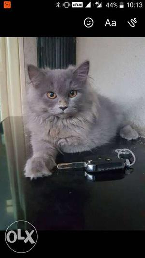 3,5 month pure breed Persian cat with all