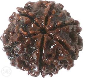 4 and 6 mukhi rudraksha