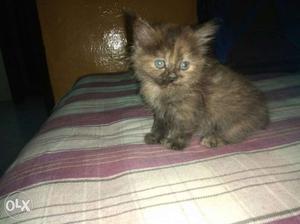 50 days persian cat for sale