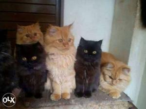 All male persian cats hurry price is negotiable