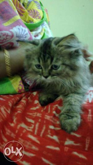 An Active Persian Kitten For Sale - 3 MONTHS OLD