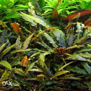 Aquarium Live Plants