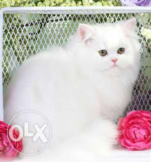 Beautiful Nice Persian Kittens & Cats For Sale