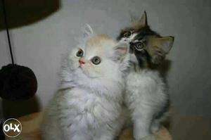 Best deal.long fur cute persian cat kitten sale low price