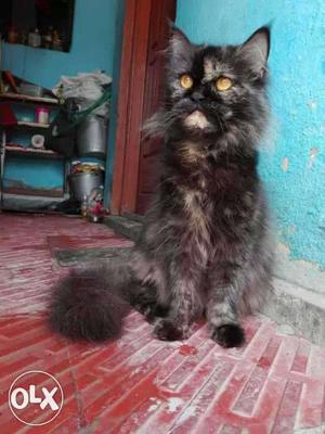 Black And Gray Persian cat
