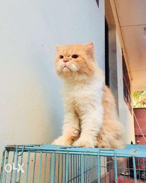 Brown And White Persian Cat