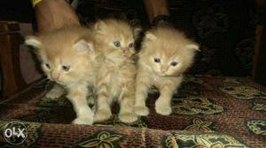 Cute healthy kittens available with us required