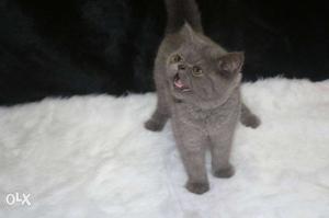 Extreme punch Russian blue color male kitten