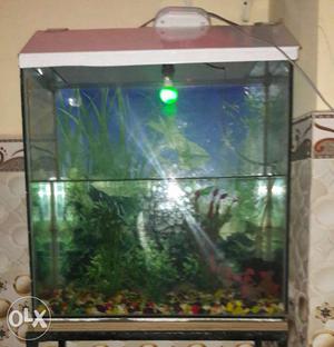 Fish tank with stand. not fish for sell