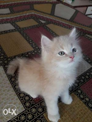 Golden persian kitten