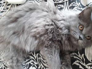 Grey persian cat 3 months older (male)
