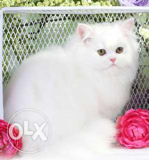 Male persian cat of 8 months old with 2 different