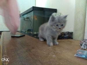 One month old pure persian cat