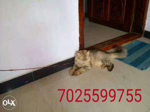 Persian cat 9 month female good quality