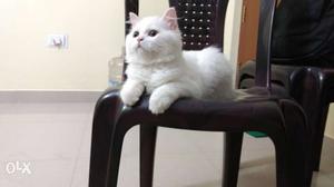 Persian cat for sale