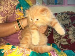 Persian cat of 3 months.having double and shiny