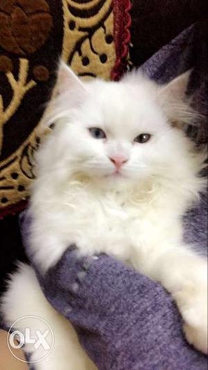 Persian kitten 3 month