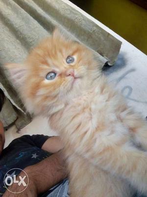 Persian kittens available call us