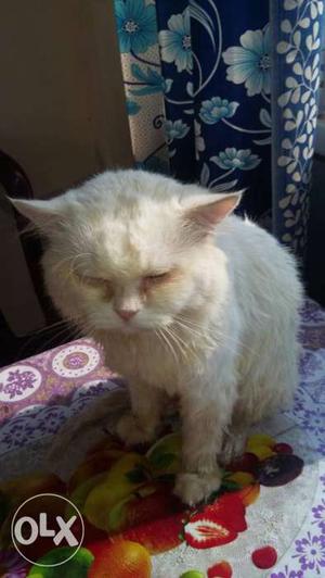Persian male cat two years old good for breeding
