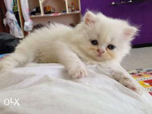 Playfull persian kitten cats baby for sale all colors