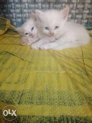 Pure persion kitten Home breed White eyes Lovely,