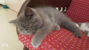 Short-coated Gray Tabby Cat