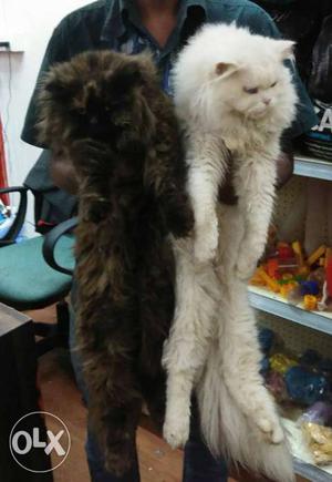 Two Black And White Persian Cats