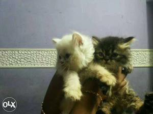 Two Brown And White Persian Kittens